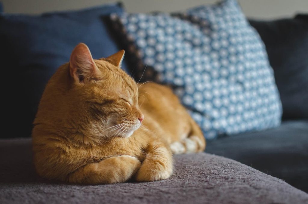 ソファの上で丸くなって眠る猫。勉強に飽きて手が止まってしまう様子のイメージ
